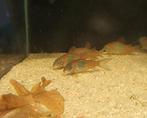 Orange venezuela corydoras, Dieren en Toebehoren, Vis