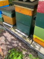 Bijenvolken met kast, Dieren en Toebehoren, Insecten en Spinnen, Bijen