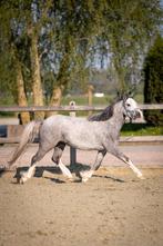 Prachtige welsh A merrie met fantastische draf, Merrie, Dressuurpony, 3 tot 6 jaar, B pony (1.17m tot 1.27m)