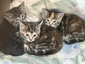 Tijger kittens beschikbaar voor biedingen