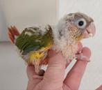 Baby pyrrhura (te reserveren), Dieren en Toebehoren, Vogels | Parkieten en Papegaaien, Parkiet, Geringd