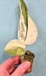 Scindapsus Jade Satin Variegata 2, Ophalen of Verzenden, Overige soorten, Minder dan 100 cm