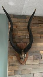 Hoorns en schedel van een grote koedoe, Verzamelen, Dierenverzamelingen, Ophalen of Verzenden, Gebruikt, Schedel