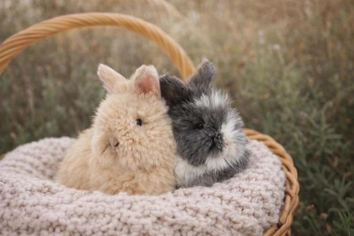 Jonge Engelse Angora fullface konijntjes, Dieren en Toebehoren, Konijnen, Middelgroot, Meerdere dieren, 0 tot 2 jaar