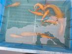 Chagoi en Karashi, Dieren en Toebehoren, Vissen | Vijvervissen, Karper of Koi