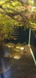 Jonge sherry barbelen te koop, Vis