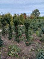 Taxus Baccata  Venijnboom, gewone Taxus, Bloeit niet, Overige soorten, 100 tot 250 cm, Ophalen
