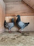 5jonge postduiven, Dieren en Toebehoren, Vogels | Duiven, Meerdere dieren, Postduif