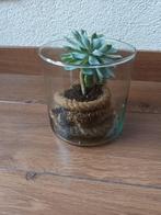 Glazen vaas glas met vetplant plant plantje, Huis en Inrichting, Kamerplanten, Ophalen, Vetplant, In pot, Minder dan 100 cm