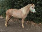 2.5 jarige  Welsh merrie, Dieren en Toebehoren, Pony's, Merrie, Ontwormd, 3 tot 6 jaar