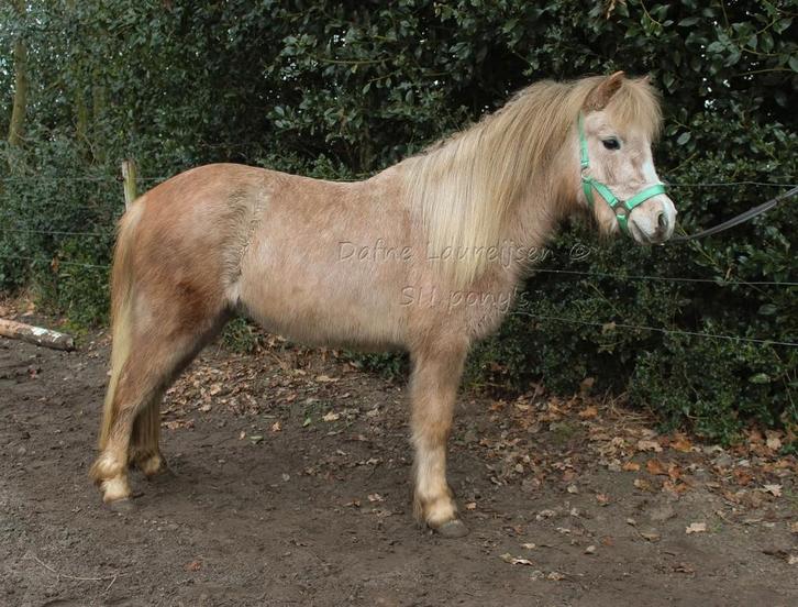2.5 jarige  Welsh merrie, Dieren en Toebehoren, Pony's, Merrie, 3 tot 6 jaar, Ontwormd