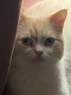 Kat, Kater, Gechipt, 0 tot 2 jaar