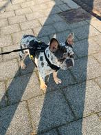 Franse Bulldog Lilac Merle & Tan dekreu, CDV (hondenziekte), Particulier, 1 tot 2 jaar, Reu