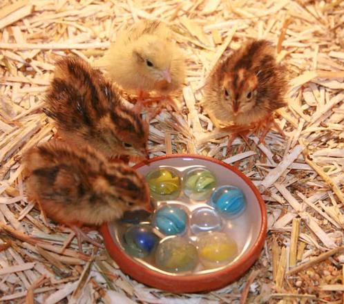 Gezocht : Chinese dwergkwartels 1-2 weken oud, Dieren en Toebehoren, Pluimvee, Overige soorten, Meerdere dieren