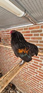 Baardkriel Grubbe zwart en Patrijs, Dieren en Toebehoren, Pluimvee