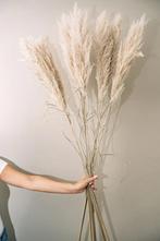 Pampus pluimen, Ophalen of Verzenden