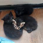 Halve Britse korthaar kittens 1 zwart 1blauwgrijs 1tijger, Dieren en Toebehoren, Katten en Kittens | Raskatten | Korthaar, Geslacht onbekend