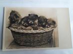 Gelopen ansichtkaart mand met jonge hondjes  1935, Ophalen of Verzenden, 1920 tot 1940, Gelopen, Overige thema's