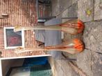 2 grote siervazen 't koop., Ophalen, Overige kleuren, 50 tot 75 cm, Glas