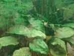 aquariumplanten, Ophalen of Verzenden, Zo goed als nieuw, Plant(en), Steen of Hout