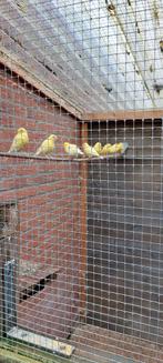 Kanaries, Dieren en Toebehoren, Vogels | Kanaries, Meerdere dieren, Kleurkanarie