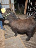 opfok voor shetlanders, Dieren en Toebehoren, Stalling en Weidegang
