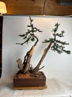 Taxus bacata bonsai, Ophalen, Bloeit niet, Halfschaduw, Overige soorten