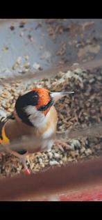 Parva putter, Dieren en Toebehoren, Vogels | Overige Vogels, Mannelijk, Wildzangvogel, Geringd