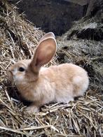 Jonge vlaamse reus, Dieren en Toebehoren, Konijnen, Mannelijk, Groot