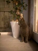 op zoek naar kitten/ kater/ poes, Dieren en Toebehoren, Katten en Kittens | Overige Katten, Meerdere dieren