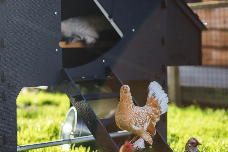 Rustige kleine kriel kippen | Sabelpoot krielkip, Dieren en Toebehoren, Pluimvee, Kip, Meerdere dieren