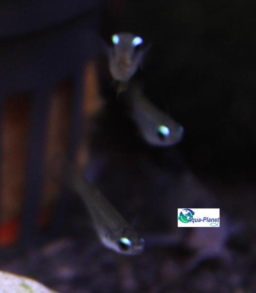 Blauwoogje, Dieren en Toebehoren, Vissen | Aquariumvissen, Zoetwatervis, Vis, Schoolvis