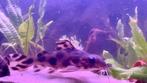 Baardmeerval synodontis decorus 2 stuks, Dieren en Toebehoren, Vis, Zoetwatervis