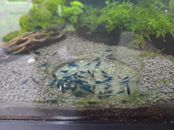 Blue Dream garnalen  beschikbaar voor biedingen
