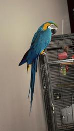 Papegaai golden blauw ara, Dieren en Toebehoren, Geslacht onbekend, Papegaai, Tam