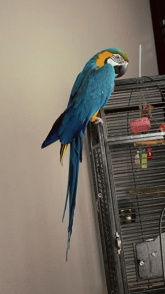 Papegaai golden blauw ara, Dieren en Toebehoren, Vogels | Parkieten en Papegaaien, Papegaai, Geslacht onbekend, Tam