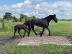 Drachtige Friese ster merrie 1. premie vol papier, Dieren en Toebehoren, Paarden, Merrie, Onbeleerd, 11 jaar of ouder, 165 tot 170 cm