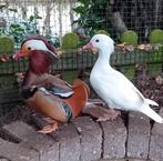 Witte mandarijneend vrouwtje 20euro., Dieren en Toebehoren, Pluimvee, Vrouwelijk