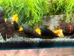 Tylomelania olifantslak, Dieren en Toebehoren, Vissen | Aquariumvissen, Kreeft, Krab of Garnaal