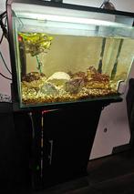 Superfish home 60 aquarium inclusief kast en externe pomp, Ophalen, Zo goed als nieuw, Gevuld zoetwateraquarium