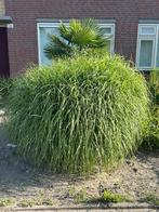 Siergras, Tuin en Terras, Planten | Tuinplanten, Ophalen, Volle zon, Vaste plant, Siergrassen