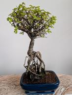 Zelkova bonsai, Bloeit niet, Halfschaduw, Minder dan 100 cm, Overige soorten