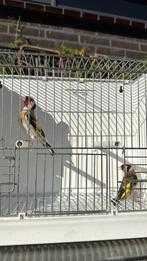 Mooi koppel Majoor Putters, Dieren en Toebehoren, Meerdere dieren, Wildzangvogel
