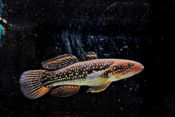 Galaxy gudgeon giuris  beschikbaar voor biedingen