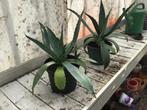 2 Agave Planten beide met nieuwe uitlopers., Tuin en Terras, Planten | Tuinplanten, Ophalen, Bloeit niet, Overige soorten, Volle zon