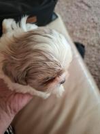 Mooie raszuivere shih tzu pups, HCC (leverziekte), Overige rassen, 8 tot 15 weken, Meerdere