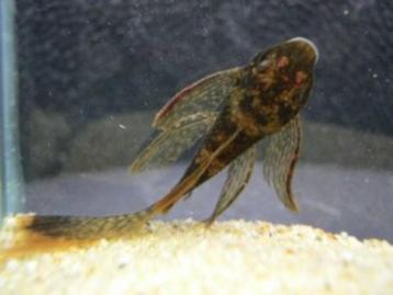 Ancistrus LDA 16 longfin - Koidream Valburg beschikbaar voor biedingen