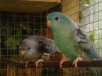 Catherina parkiet | Tropische vogel | Passend advies, Meerdere dieren, Kleurkanarie