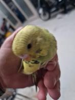 parkiet jong baby s grasparkieten vogelkooi, Dieren en Toebehoren, Vogels | Parkieten en Papegaaien, Meerdere dieren, Parkiet