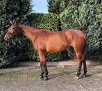 ‼️Super brave allrounder bom  proof, Dieren en Toebehoren, Paarden, Merrie, Gechipt, 11 jaar of ouder, Recreatiepaard